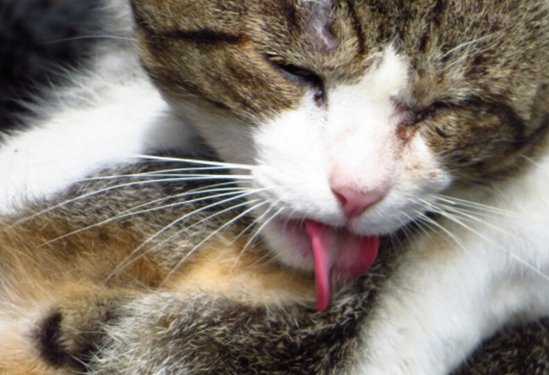 猫の食物アレルギーとは？アレルギーによる症状や対策について解説！